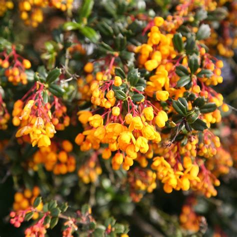 burberry tree|which barberry shrubs are evergreen.